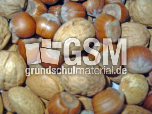 Nüsse-1.jpg